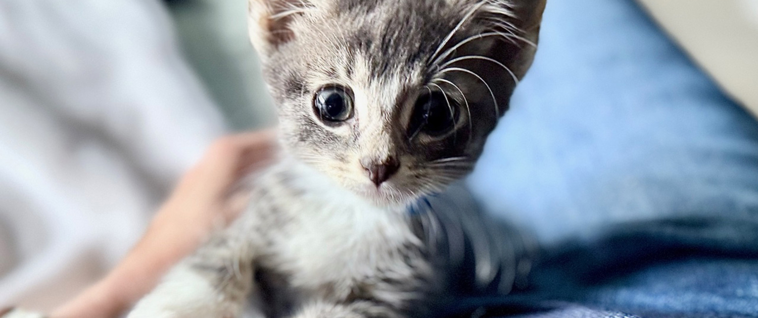 cat0
