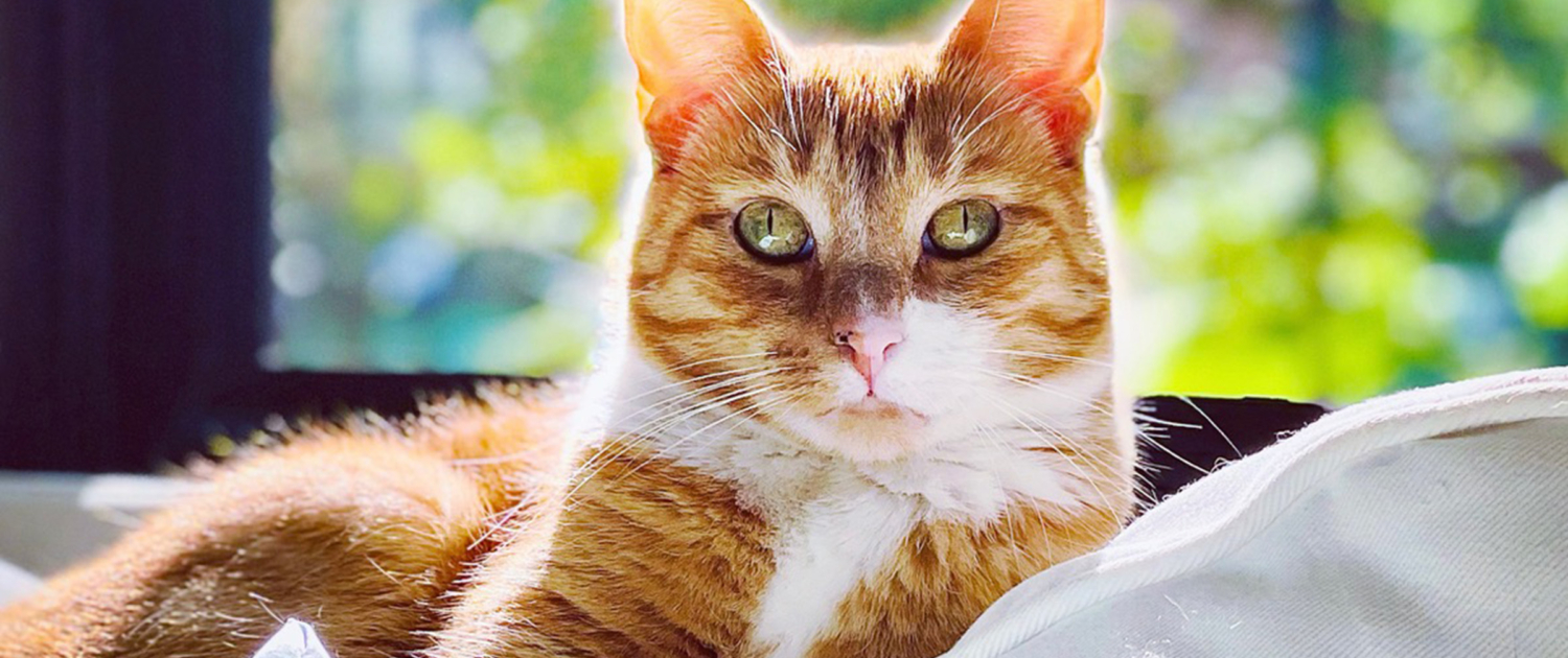 cat2