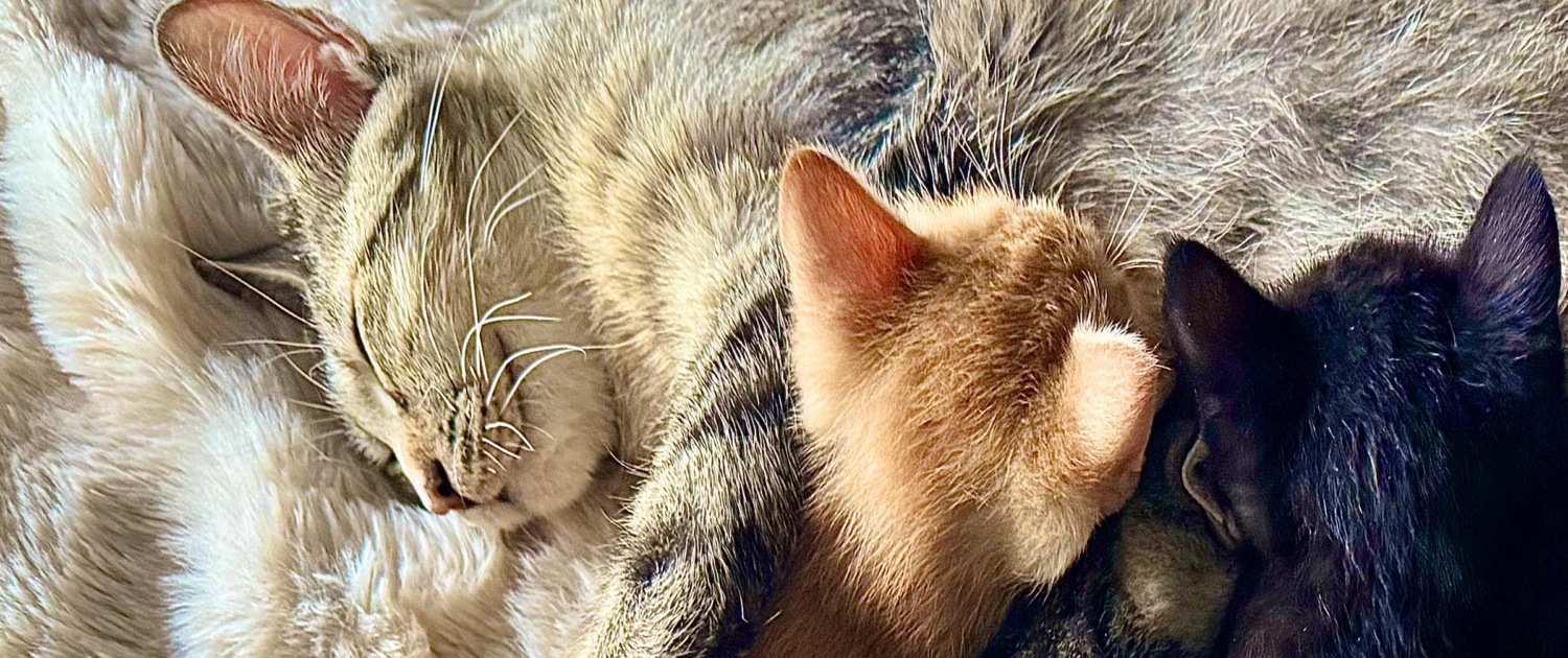 cat4-new
