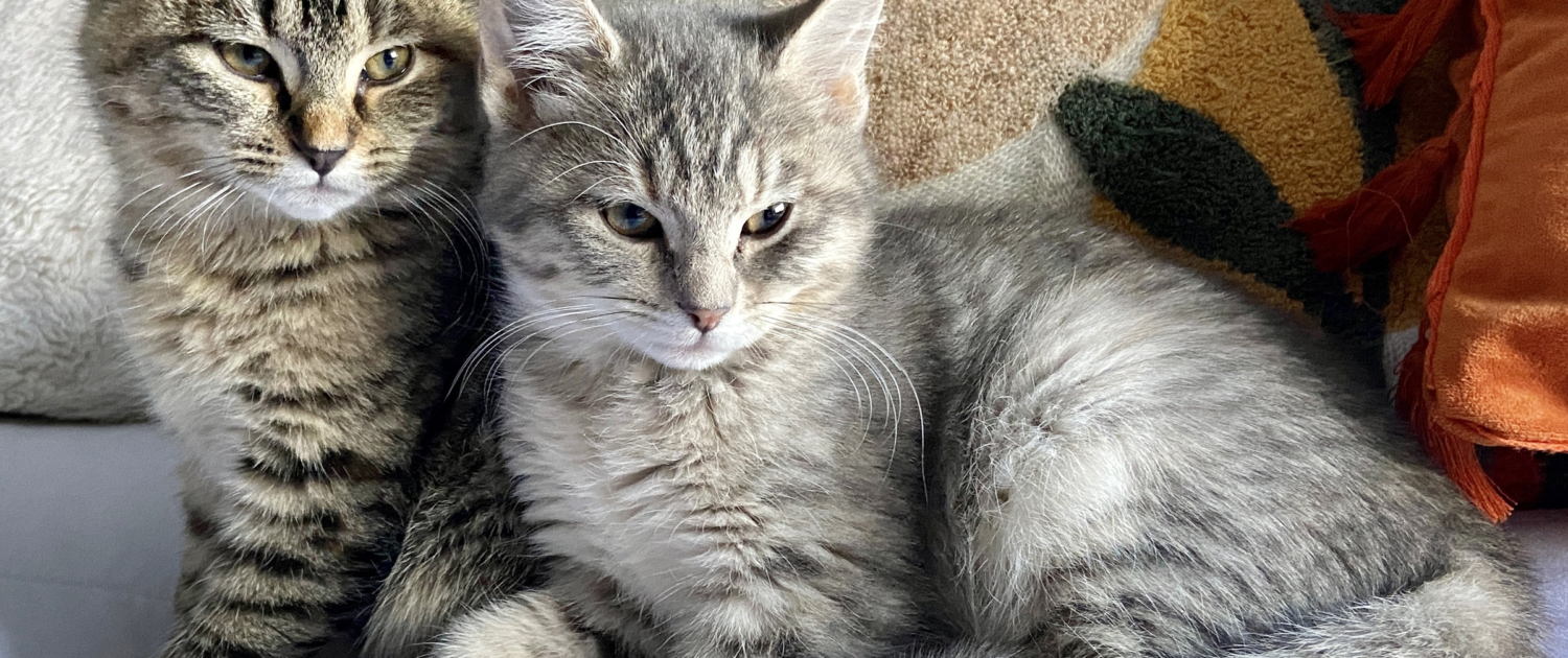 cat7